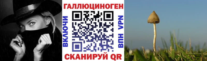 Псилоцибиновые грибы ЛСД  дарк нет как зайти  Медногорск 